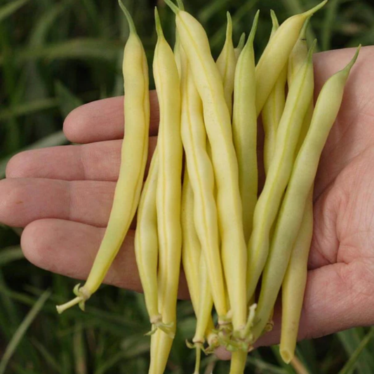 A hand holding a cluster of long, pale gold rush yellow beans outdoors with green foliage blurred in the background.