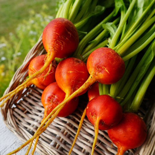 A picture of s group of golden boy beets grow from west coast seeds sitting on a basket with a blurred green background 