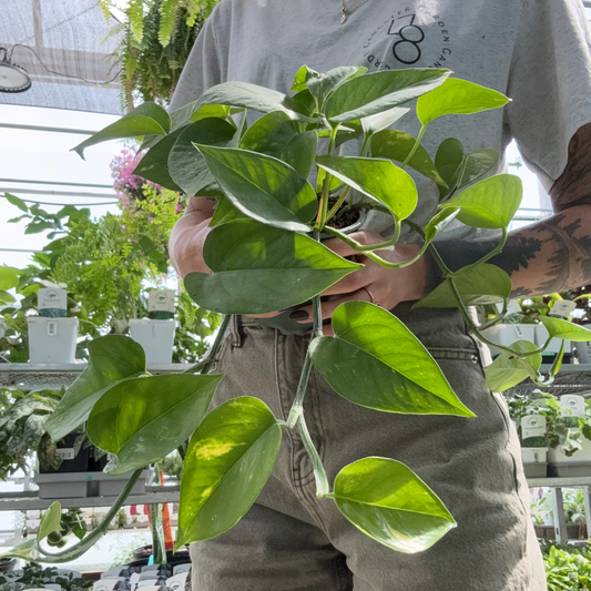 A person in a greenhouse holding a  golden pothos plant with bright green and cream variegation. The background shows shelves of other potted plants and greenhouse setting.