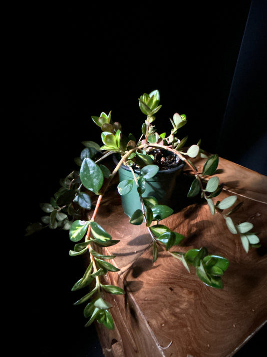 A potted Hypocyrta plant with green leaves and tubular flowers, placed on a wooden surface against a dark background.