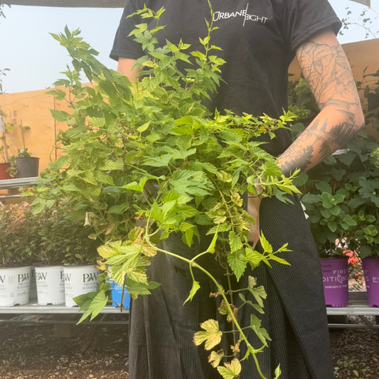 a person holding a potted gold hops plant in an outdoor plant setting
