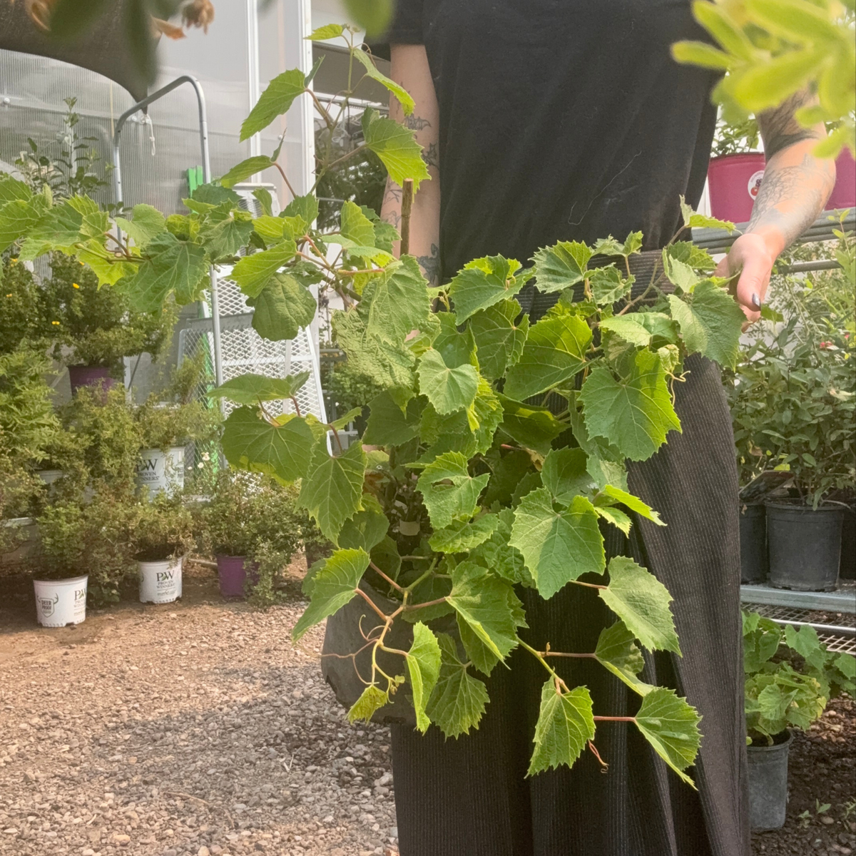 a person holding a potted salient grape vine plant in an outdoor plant setting