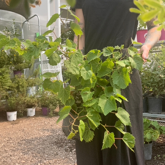 a person holding a potted salient grape vine plant in an outdoor plant setting
