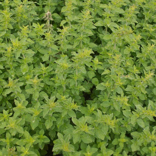 an overhead shot of many growing greek oregano plants