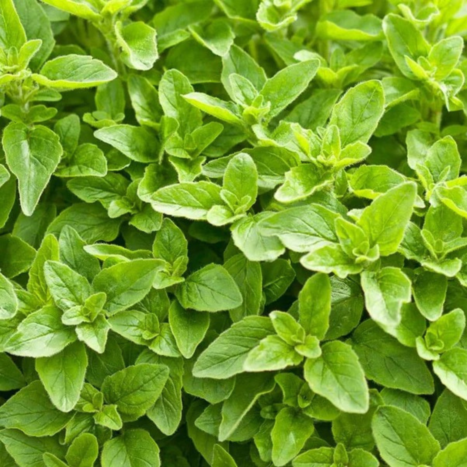 a close up photo of bright green leaves of a greek oregano plant