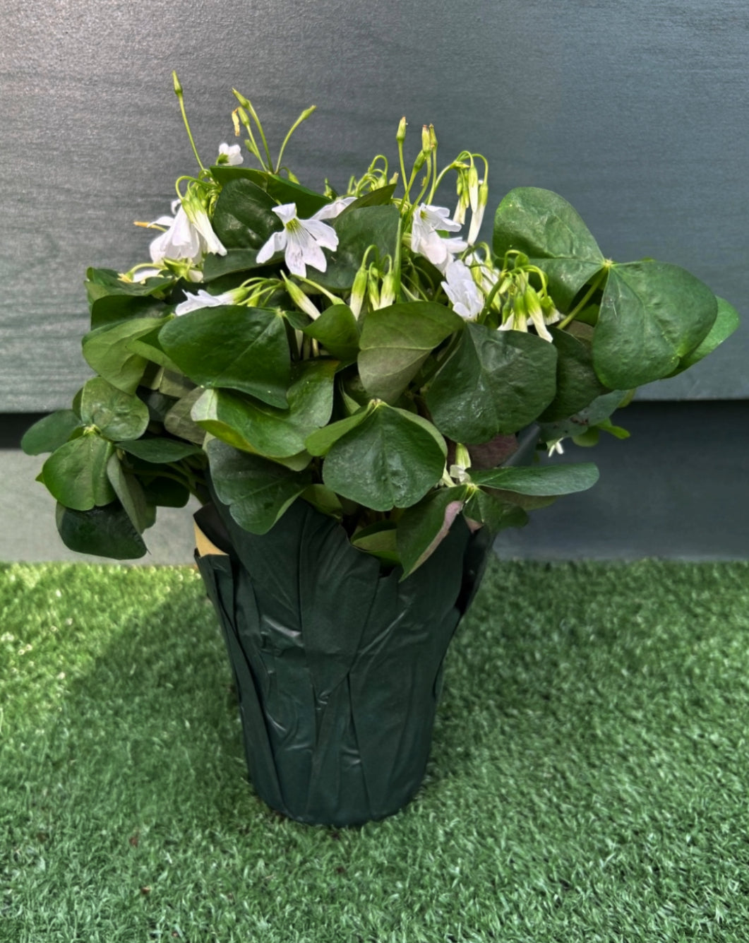 A potted Oxalis plant with green leaves and white flowers on a artificial grass surface.