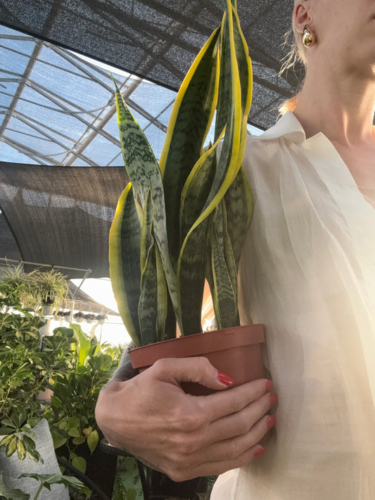 Person holding a potted snake plant with a blurred background
