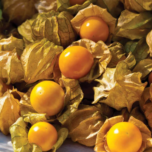 a pile of bright orange ground cherries with leaf like shells