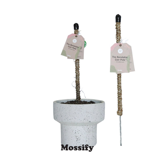 Two moss poles for indoor plants, one standing upright in a pot and the other lying horizontally, with labels indicating the brand 'Mossify'.