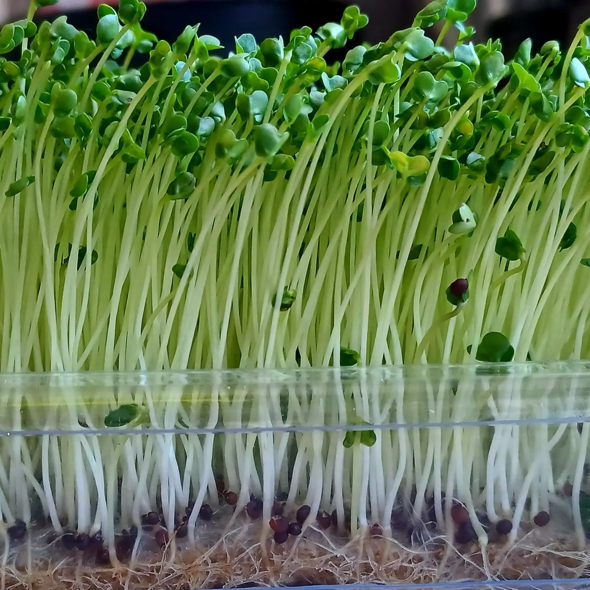 a clear container with growing arugula micro greens with the root system visible at the bottom with a black blurred background