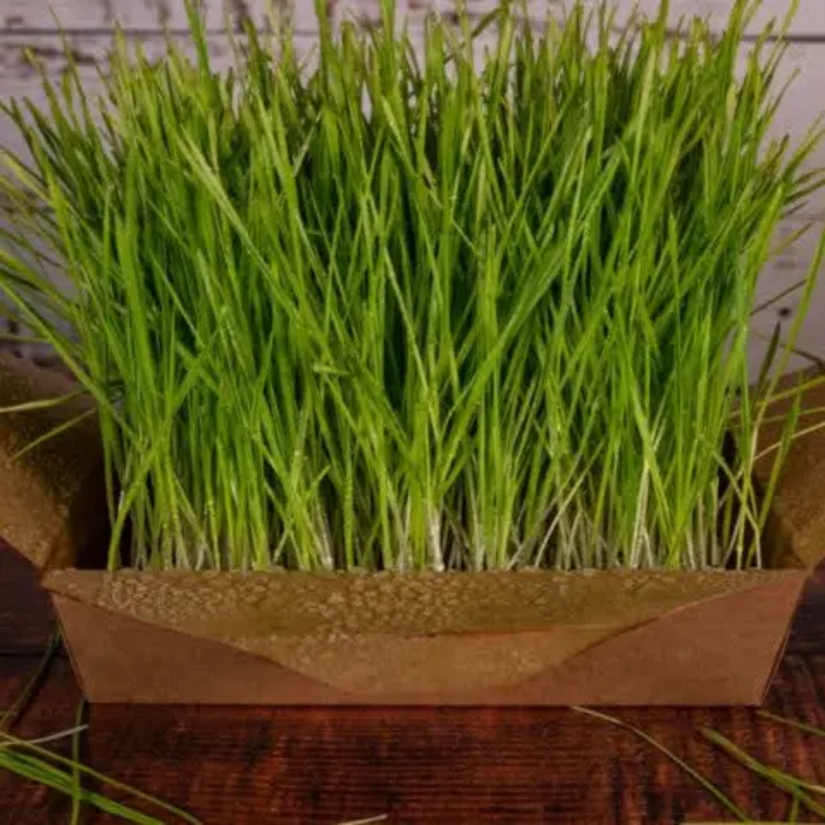 a open cardboard package with tall barley grass micro greens ground from it resting on a wooden surface