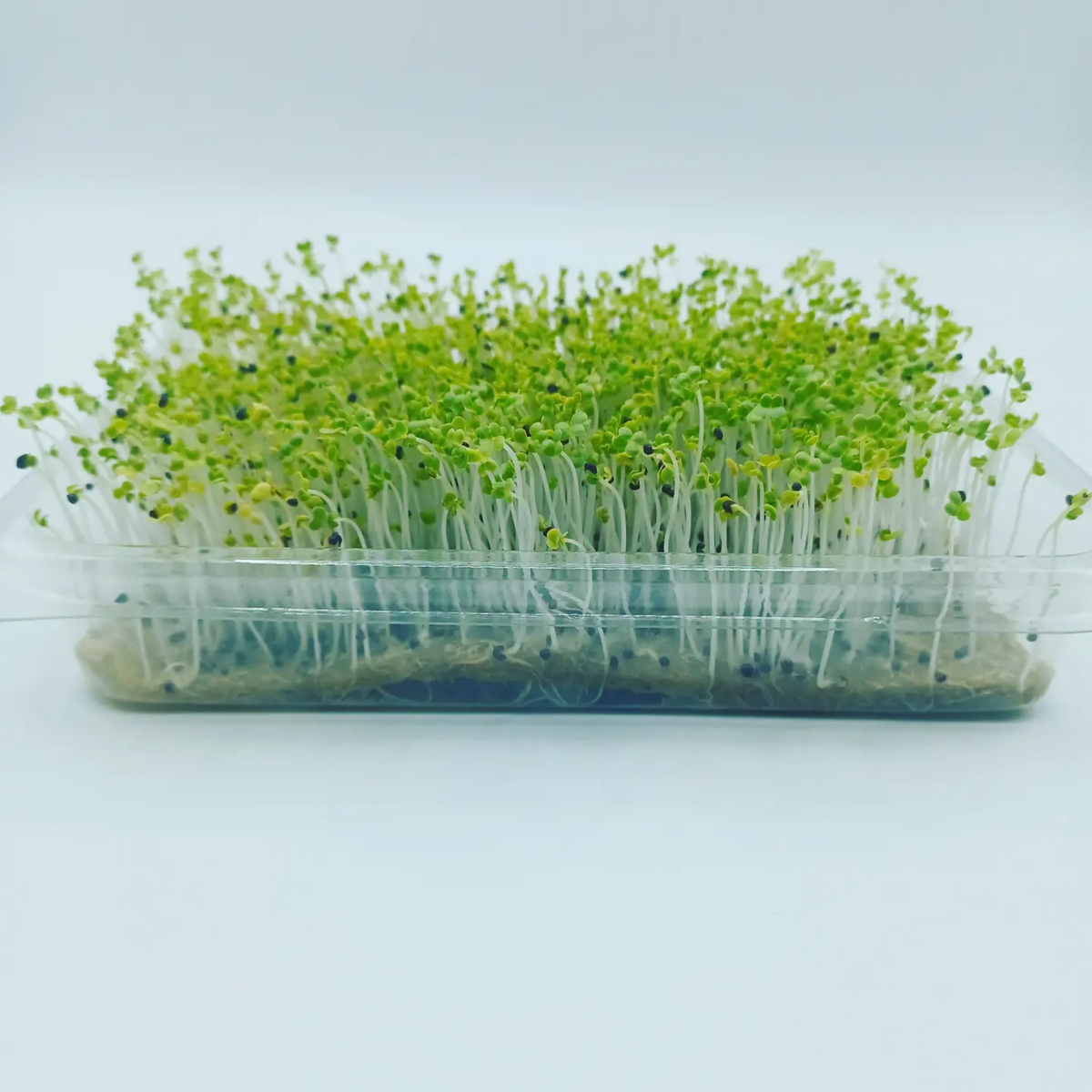 a clear container with many growing sprouts of basil micro greens with the root systems visible on the bottom of the container against a white background