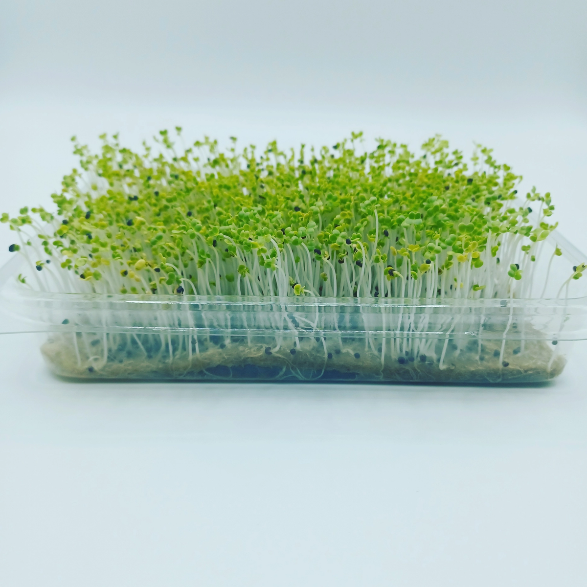 a clear container growing many sprouts of daikon radish micro greens with the root system visible at the bottom of the container against a white background