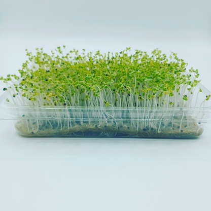 a clear container growing many sprouts of daikon radish micro greens with the root system visible at the bottom of the container against a white background