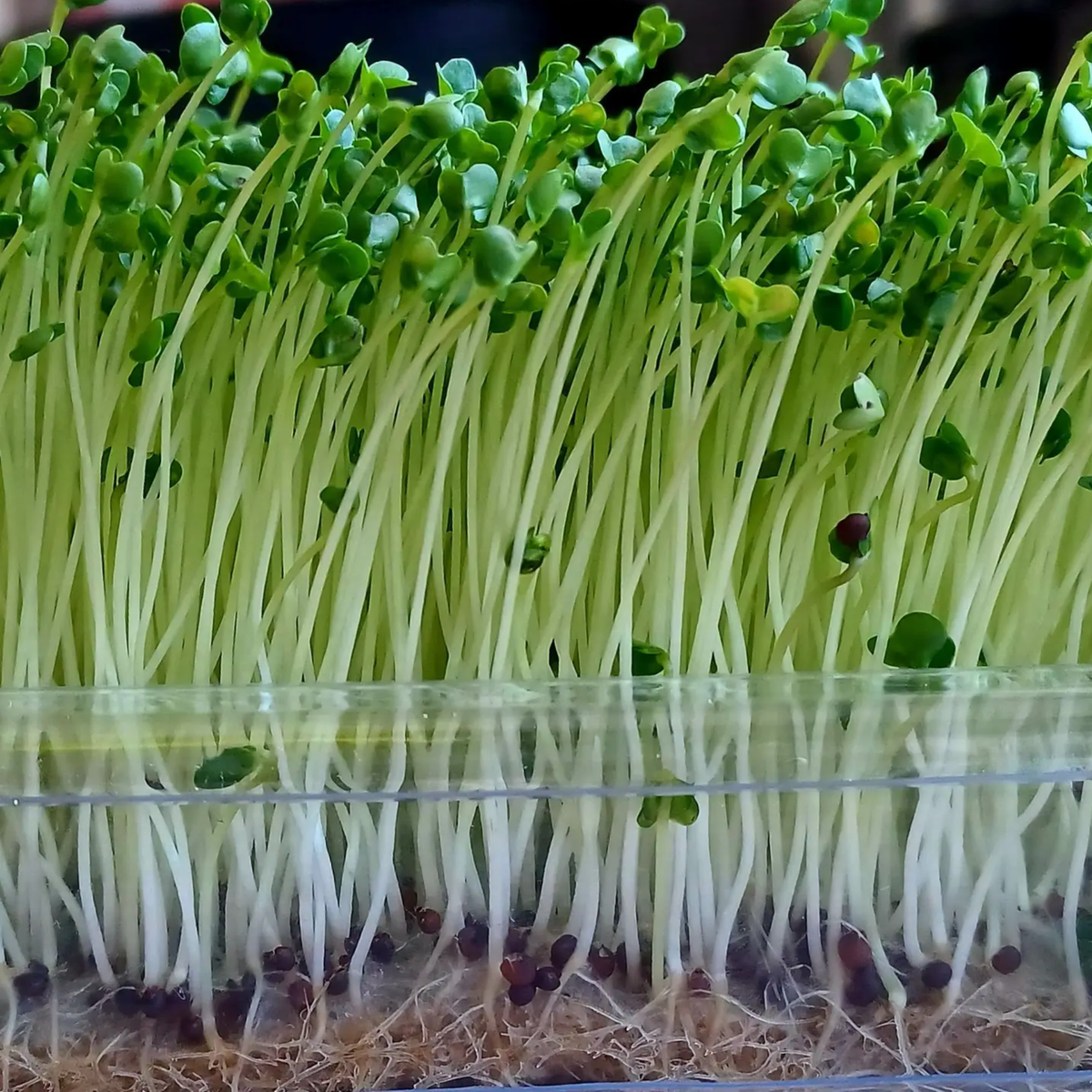 a close up of a clear container with many sprouts of salad supreme micro greens with their root systems visible at the bottom of the container