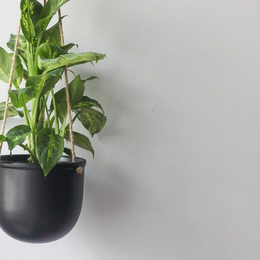 matte black planter with strong twine to hang with plant in pot against white background