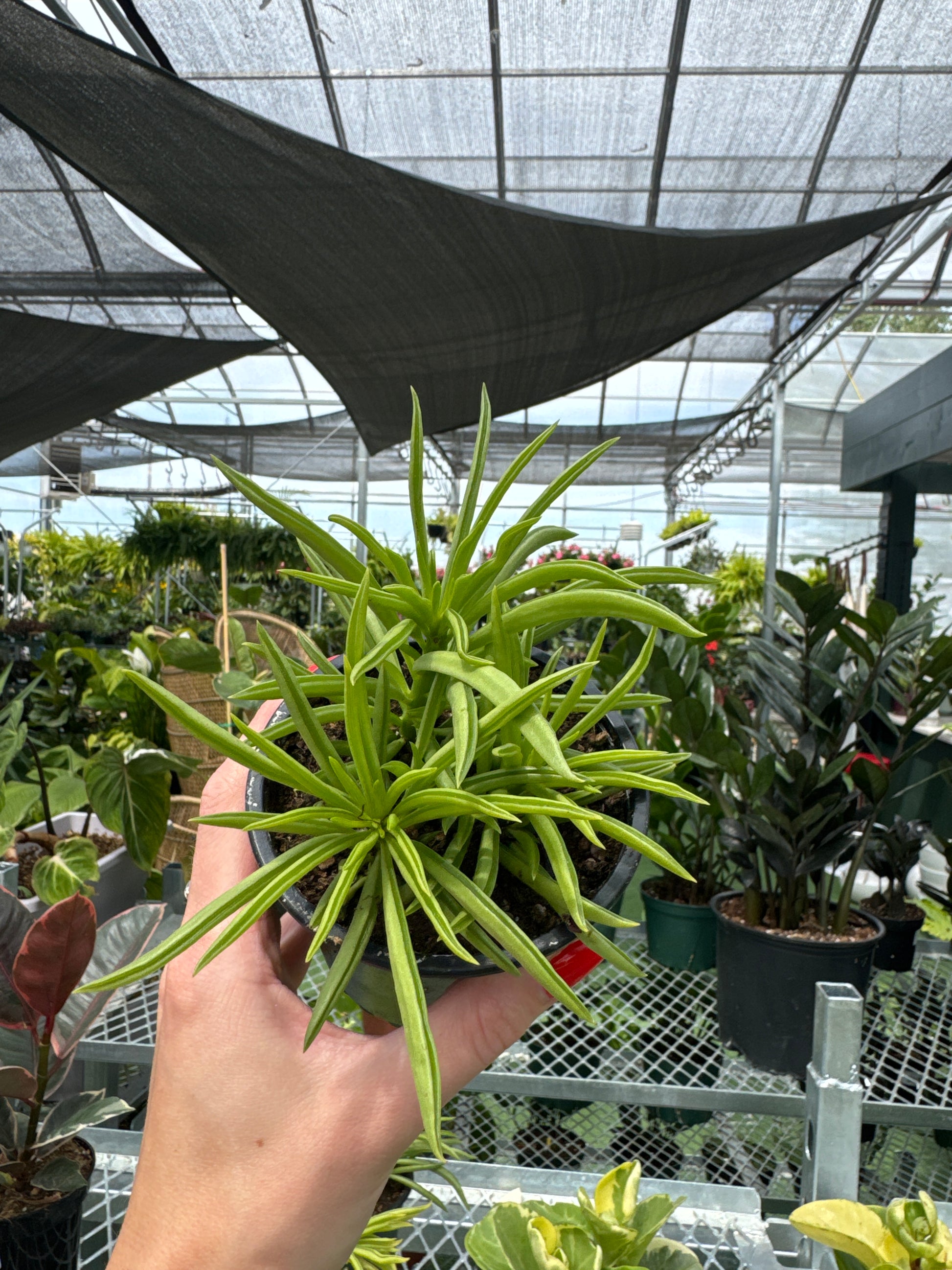 Hand holding a potted Peperomia Happy Bean plant with a greenhouse in the background
