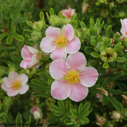 Happy Face® Pink Paradise Potentilla (PW)