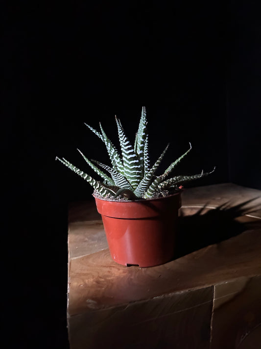potted haworthia zebra plant on wooden surface with black background