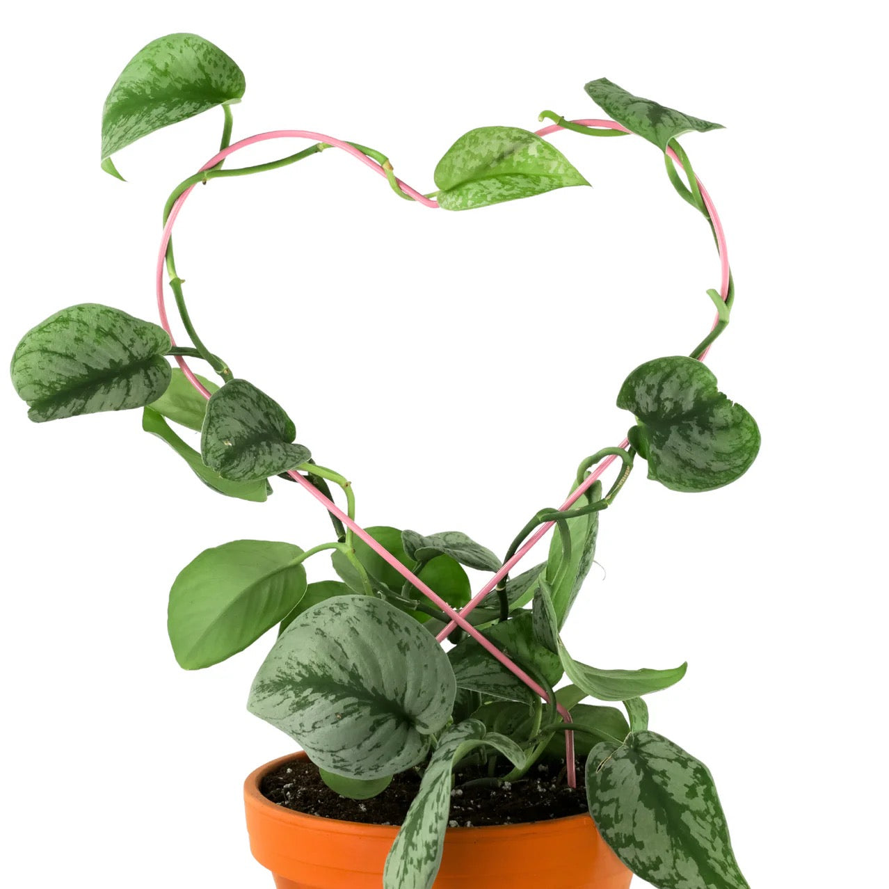 Potted plant with a pink metal heart shaped trellis on a white background
