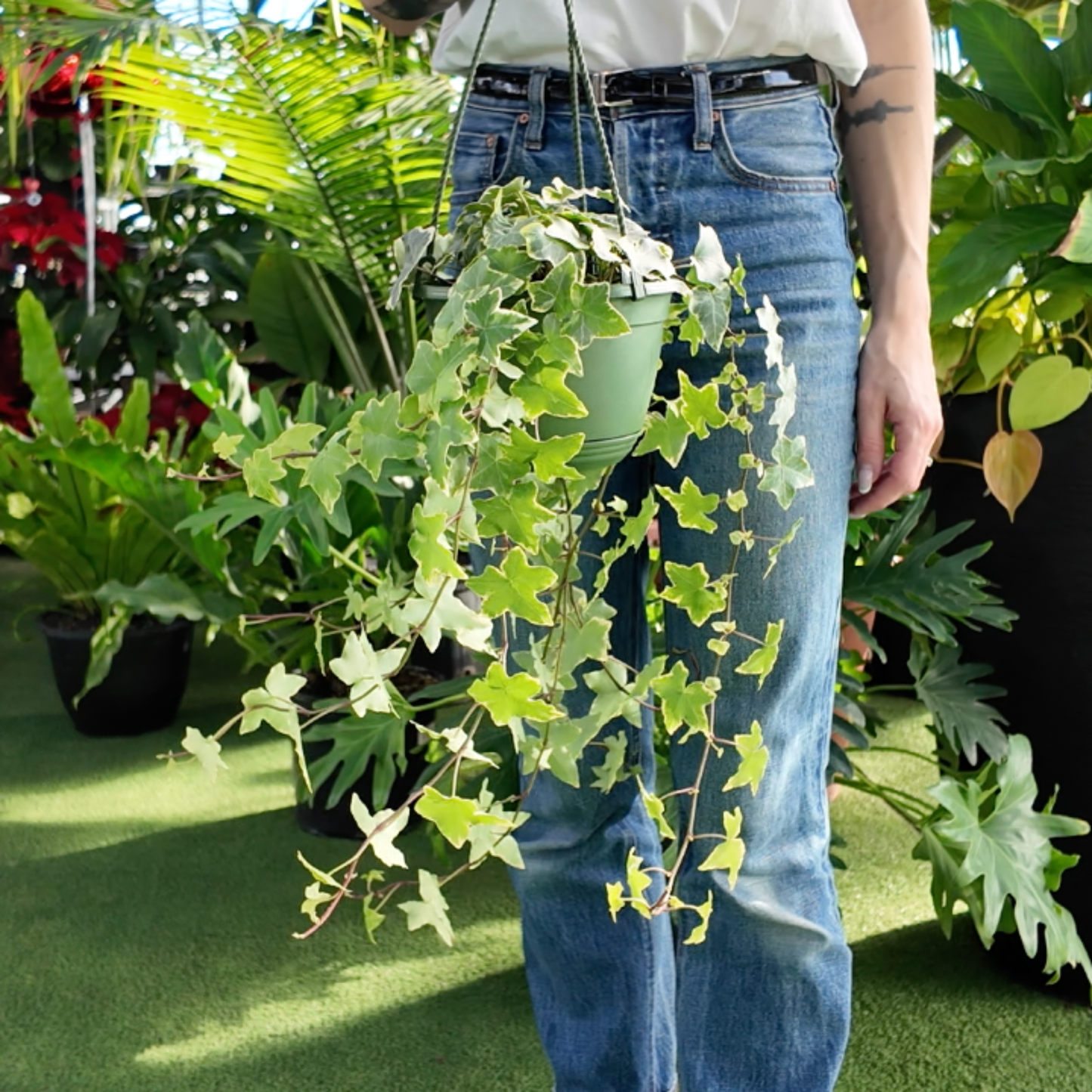 a person holding a potted ivy golden child plant in a greenhouse setting