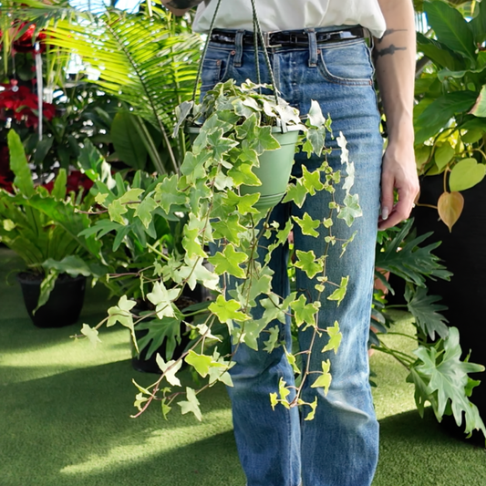 a person holding a potted ivy golden child plant in a greenhouse setting