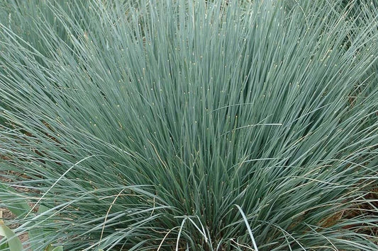 Avoine bleue