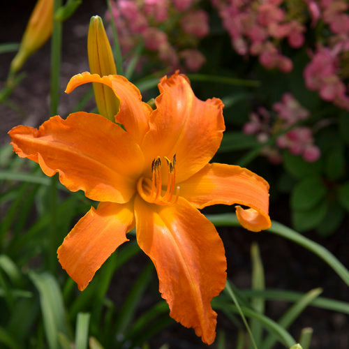 Rainbow Rhythm® Primal Scream Daylily (PW)