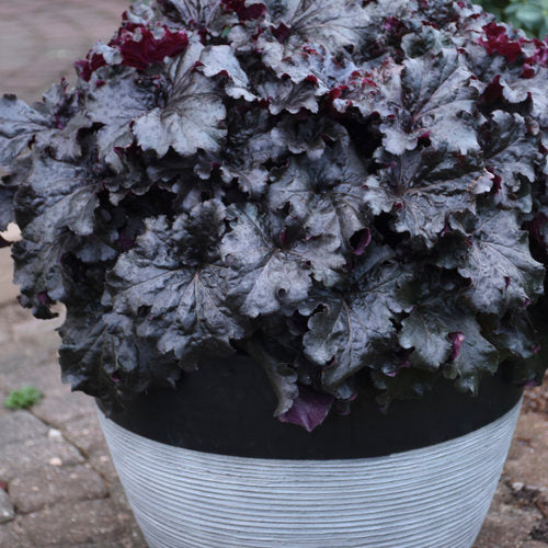 Evening Gown Coral Bells (PW)