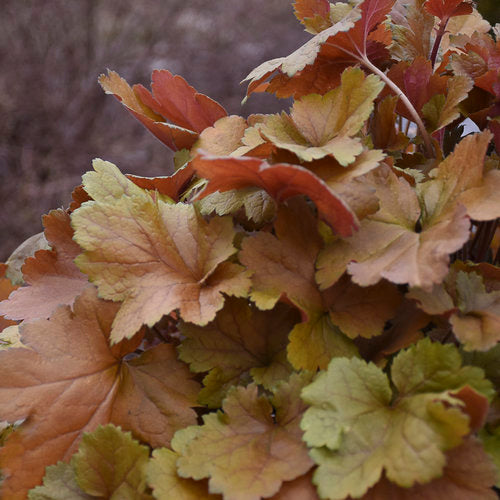 Dolce® Toffee Tart Coral Bells (PW)