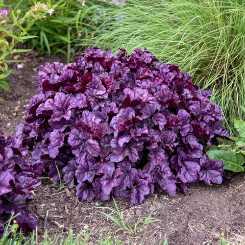 Dolce® Wildberry Coral Bells (PW)