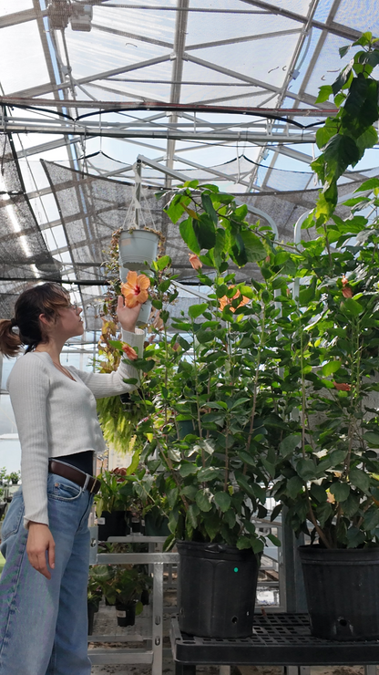 a person looking at a hibiscus bush flower in a greenhouse setting