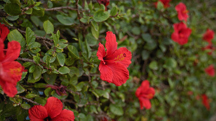 Red flowers hibiscus bush with green leaves in a natural setting