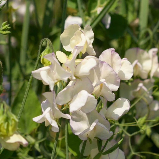 a close up of the white flowers of a high scented sweet pea plant