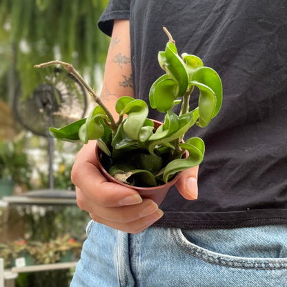 a person holding a potted Hoya compact hindu rope plant in a greenhouse setting