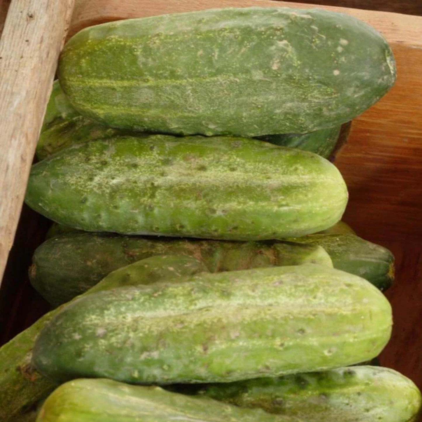 a pile of green pickle cucumbers with a wooden background