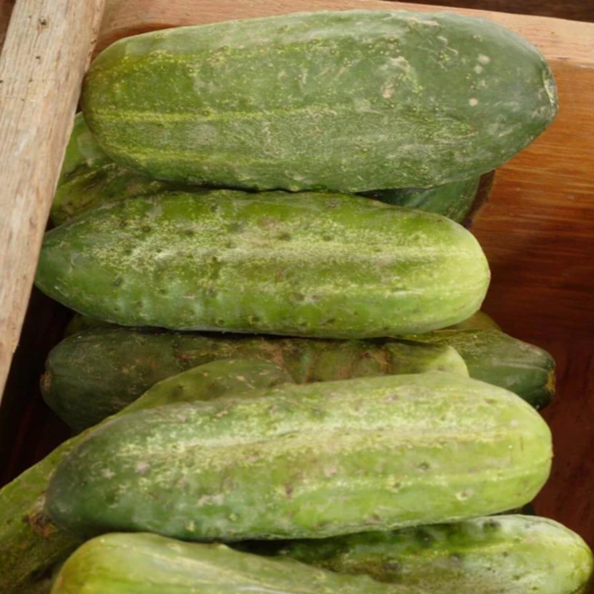 a pile of green pickle cucumbers with a wooden background