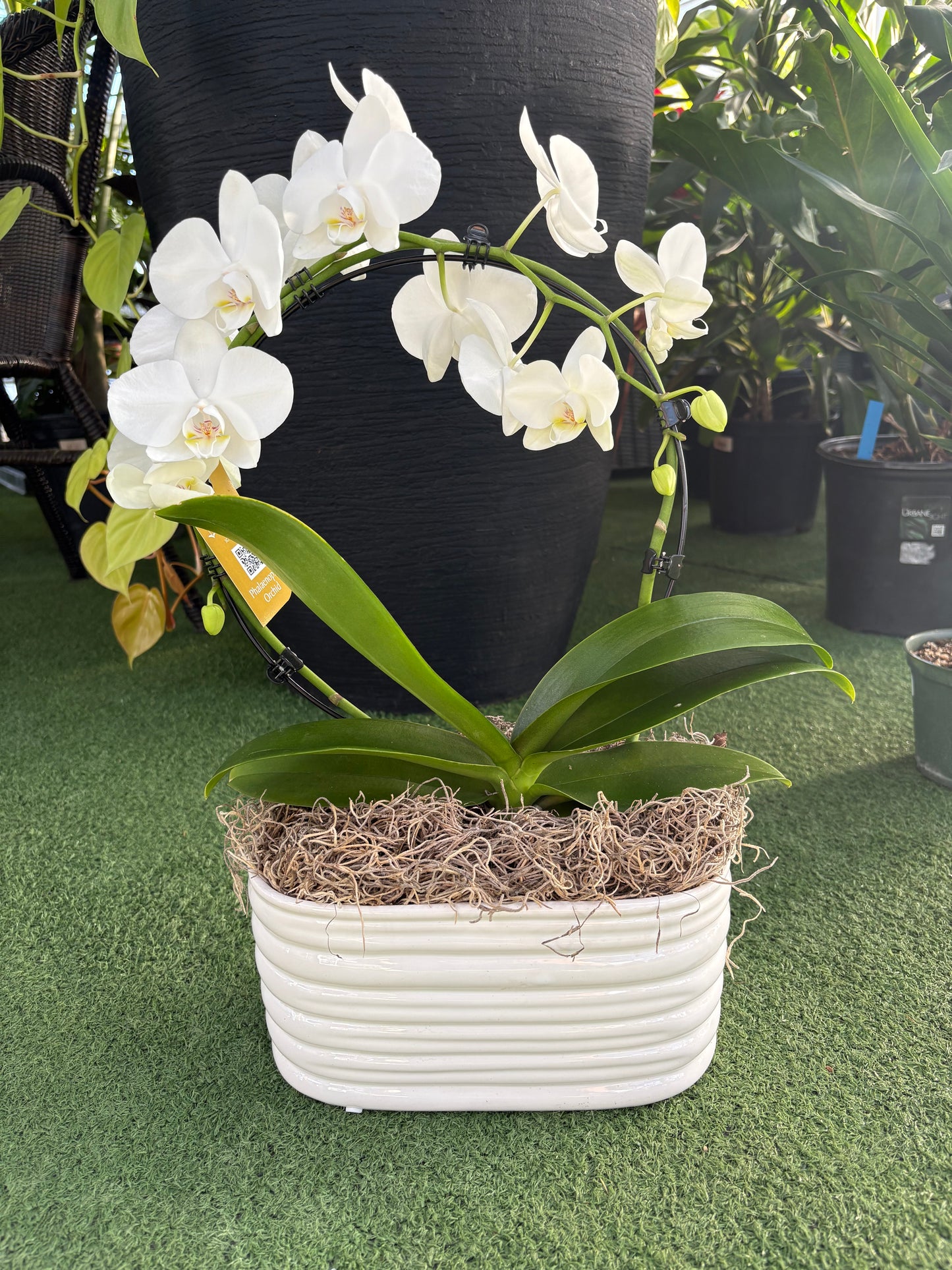 a potted orchid in a hoop shape with white flowers and a white pot