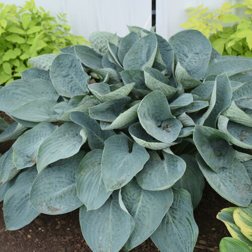 Hosta Shadowland® Au-dessus des nuages