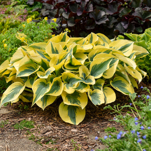Shadowland® Autumn Frost Hosta (PW)