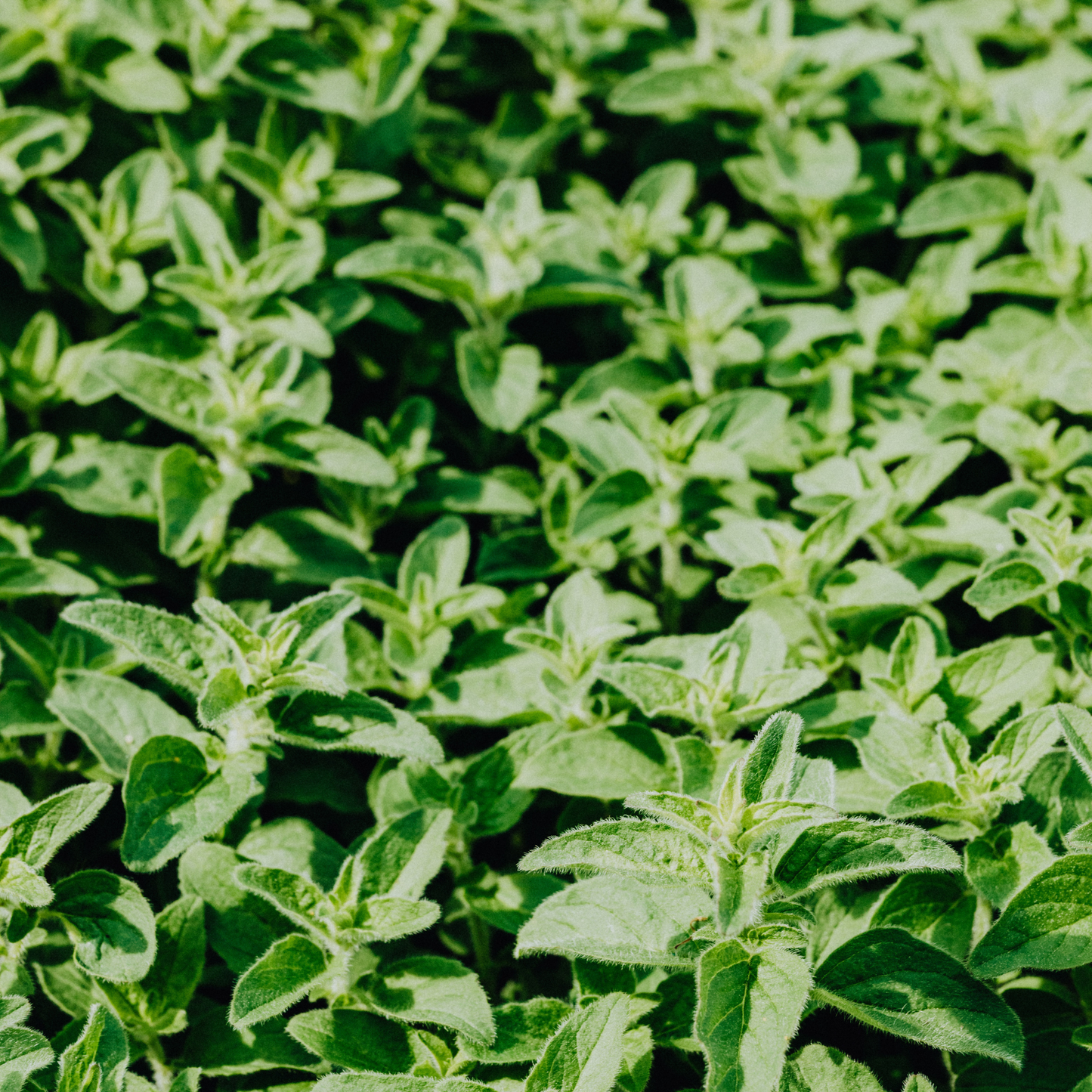 a full screen of many hot and spicy oregano plants growing with the foreground in focus and the background blurred