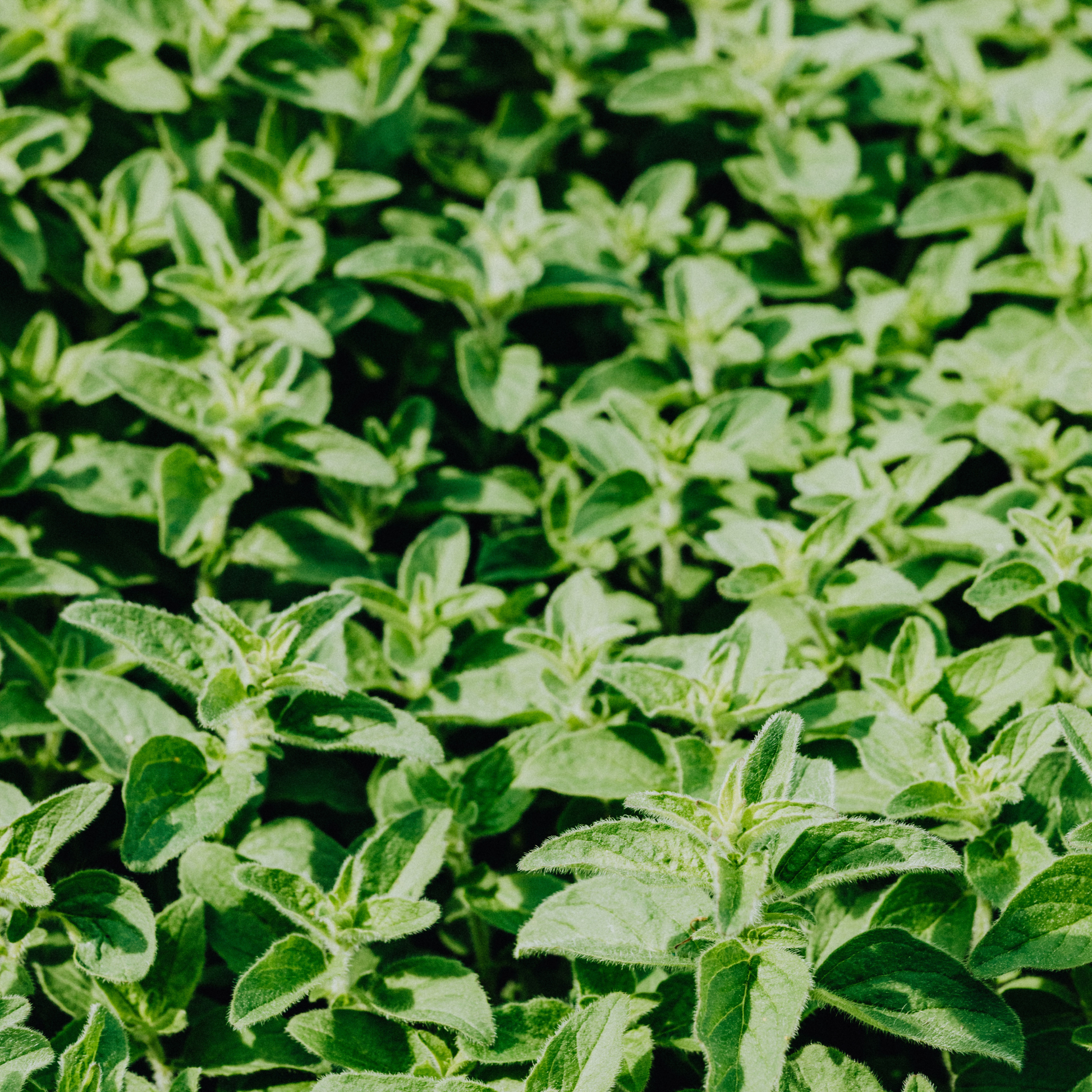 a full screen of many hot and spicy oregano plants growing with the foreground in focus and the background blurred