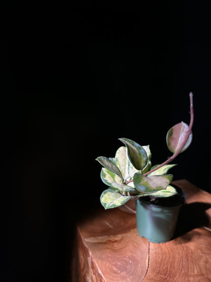 A variegated Hoya Australis plant with glossy, heart-shaped leaves with creamy white edges, potting in a green pot, placed on a wooden surface against a black background.
