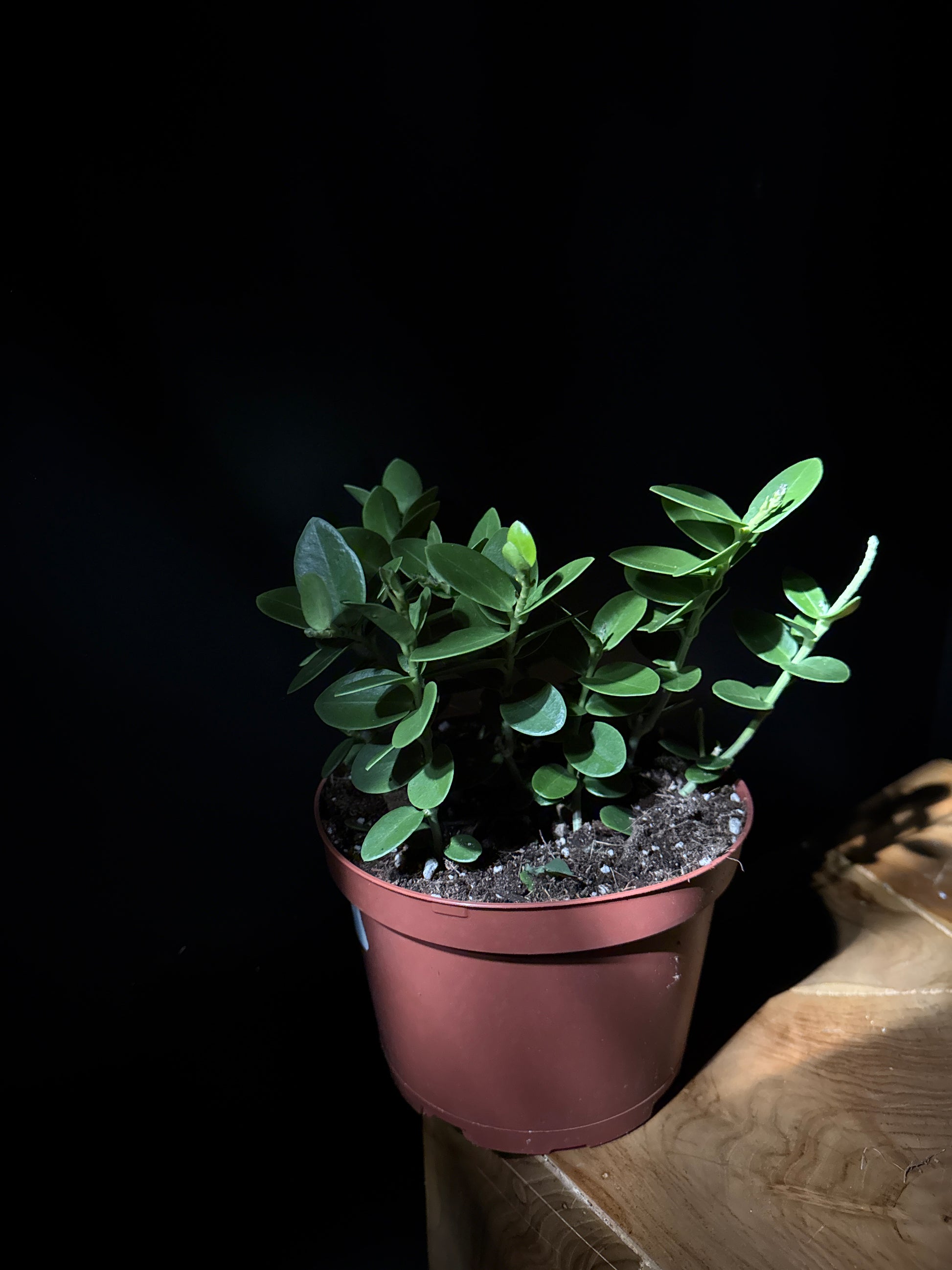 A potted Hoya Cumingiana plant with green leaves, placed on a wooden surface against a dark background.