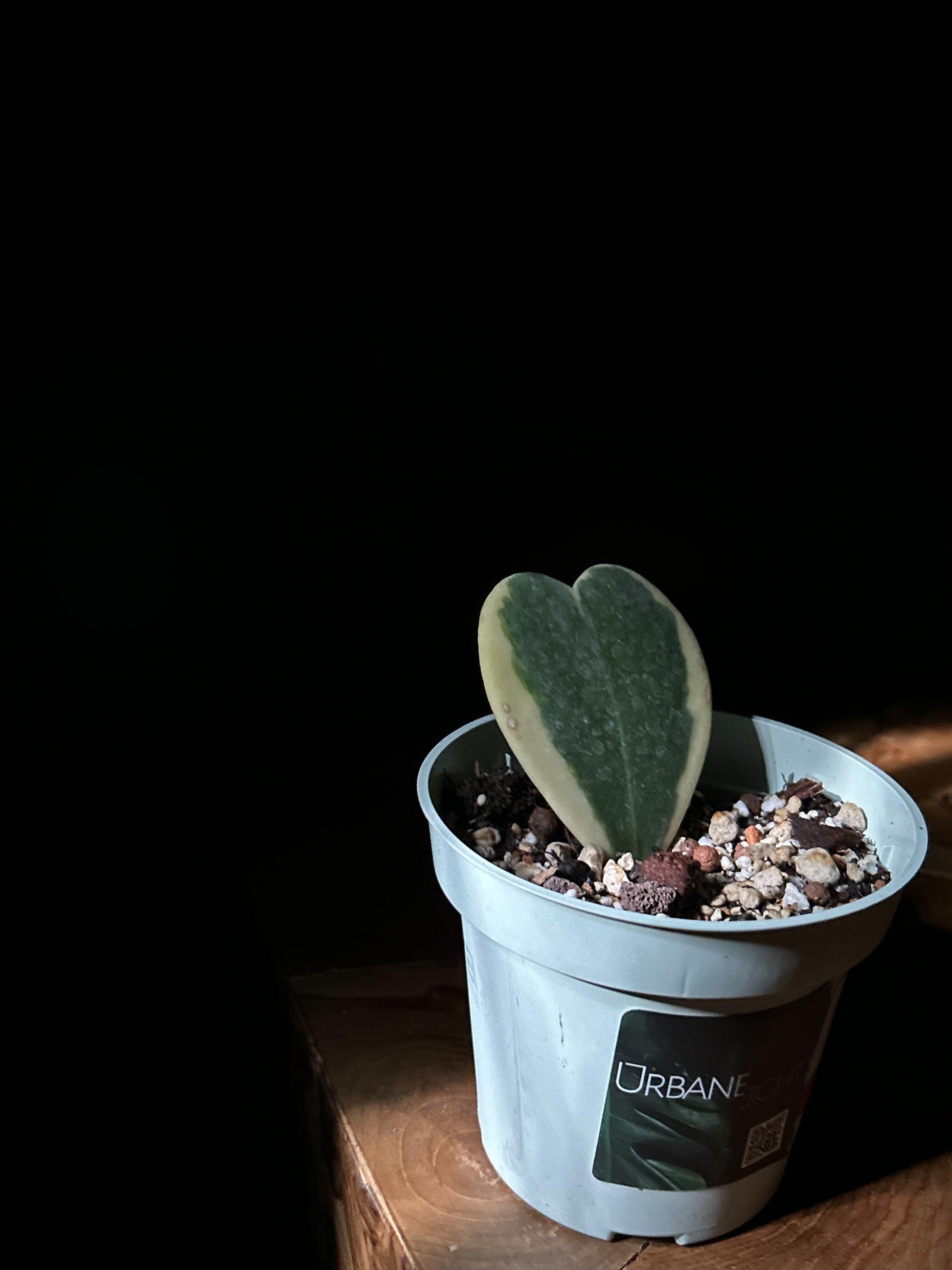 A potted Hoya Heart plant with a single green and white variegated leaf, in a pot labeled 'Urban'. The plant is placed against a dark background.