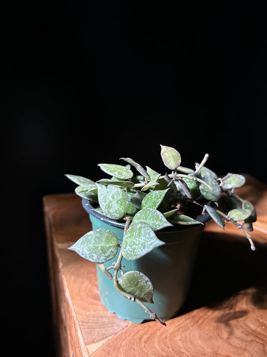A Hoya Krohniana Splash plant with heart-shaped leaves speckled with silver, in a green pot, placed on a wooden surface.