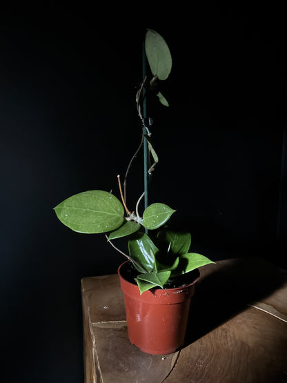 small potted hoya parasitica on wooden surface against black background