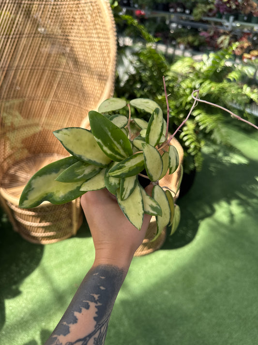 Person holding a small potted hoya acute inner variegated plant with a blurred background