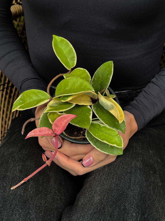 Person holding a small potted hoya krimson queen plant with green leaves and pink stems, in a black outfit