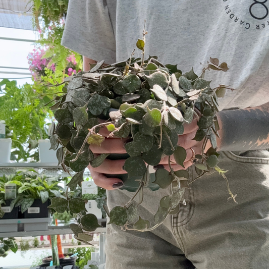 a person holding a potted hoy curtisii plant in a greenhouse setting